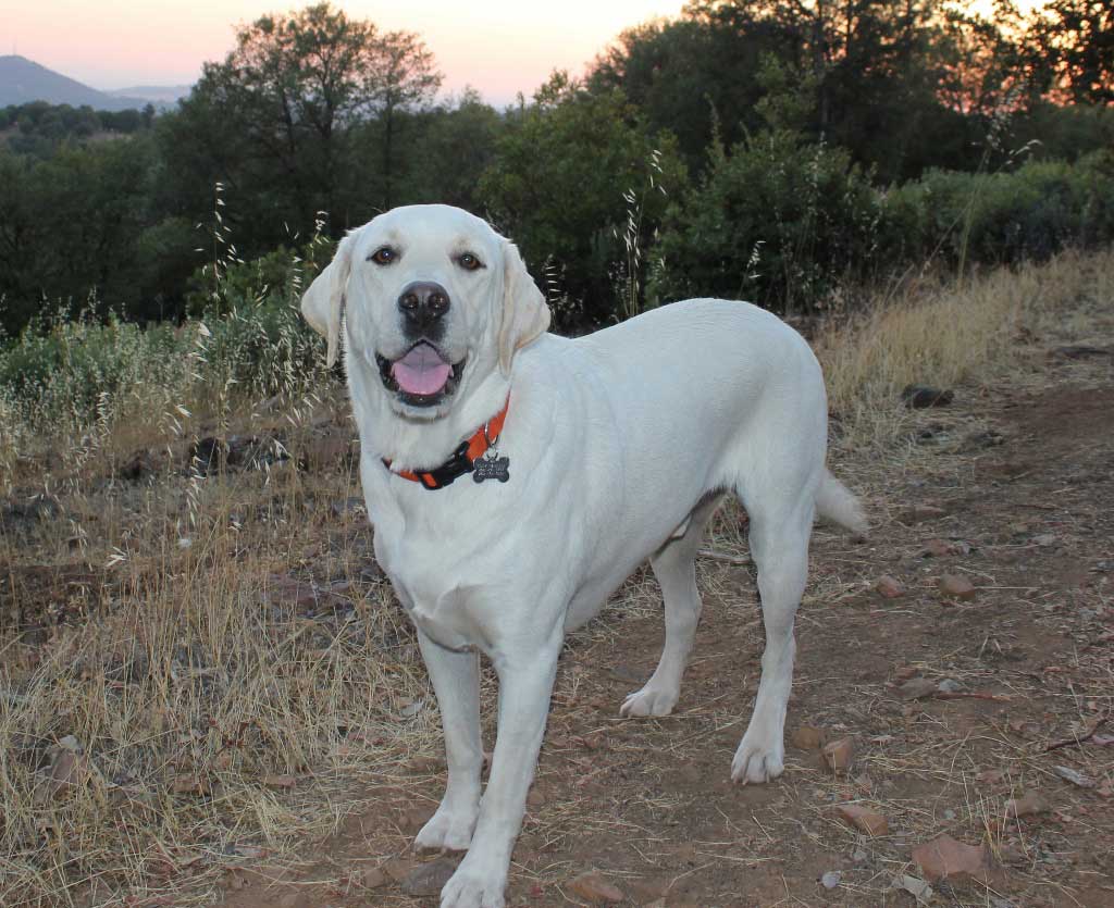 Cody canine host at the Dog and Pony Ranch