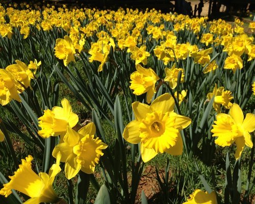 Flower farms and gardens in Amador County California