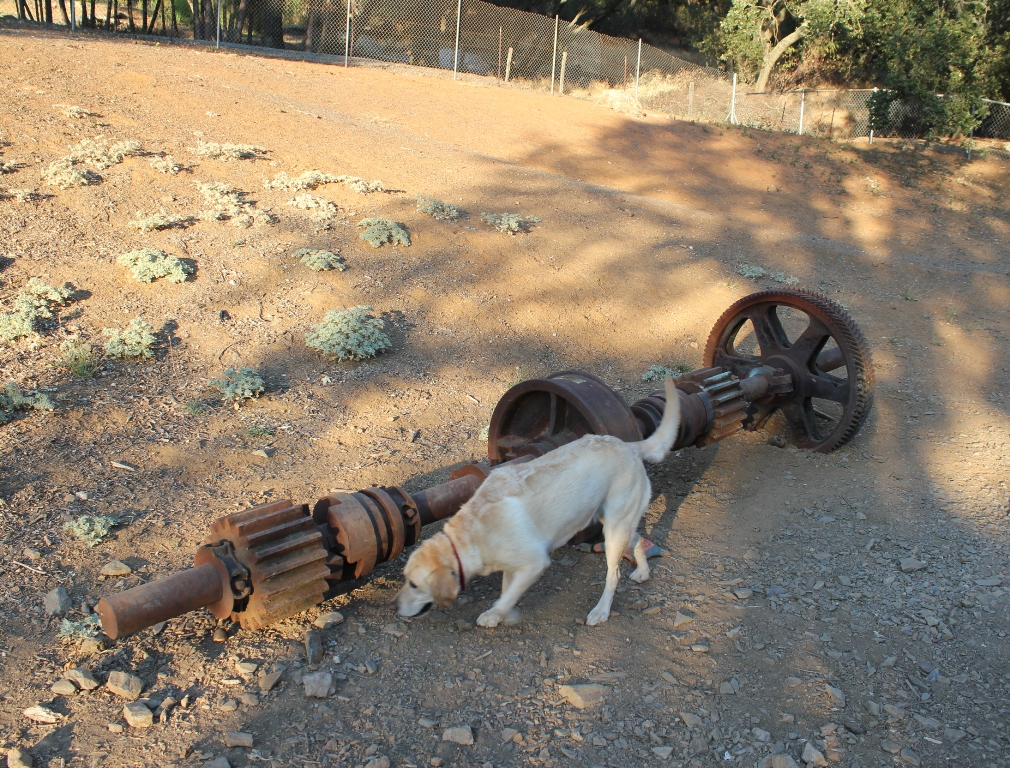 Off-leash dog park in Kennedy Tailing Wheels, Jackson California