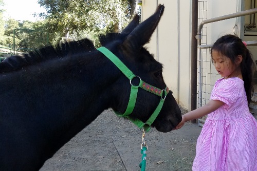 Child feeding mini-donkey