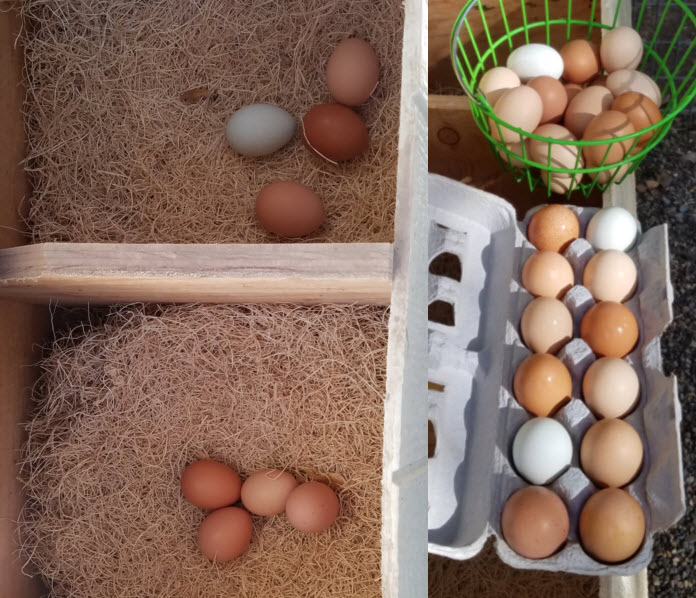 Pasture-raised chicken eggs at the Dog & Pony Ranch
