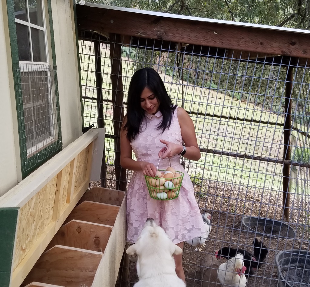 Pasture-raised chickens' egg collection at the Dog & Pony Ranch