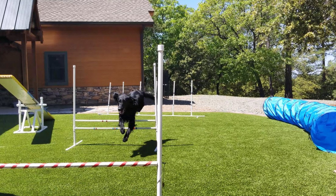 Dog agility course and fetching lawn at California Gold Country vacation rental