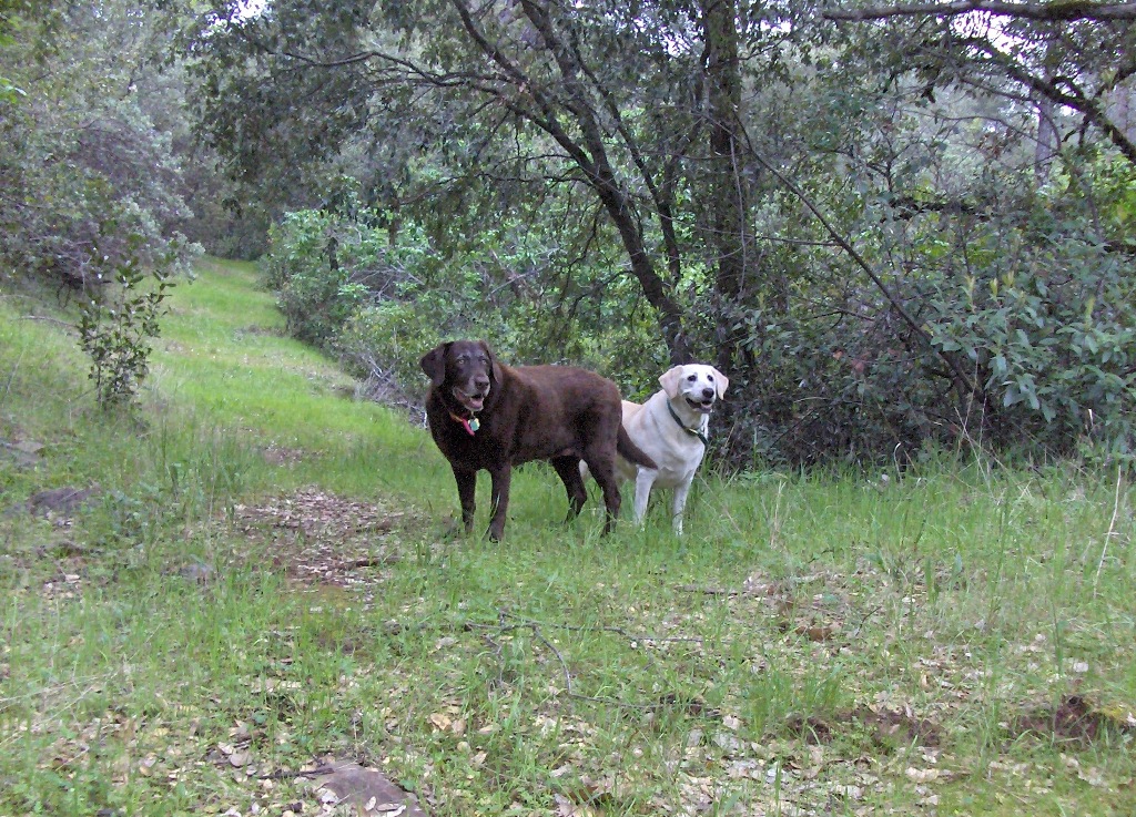 Private hiking trails on 60-fenced acres in Jackson California