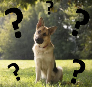 Dog with frequently asked questions