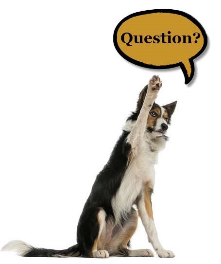 Dog asking questions about Dog & Pony Ranch