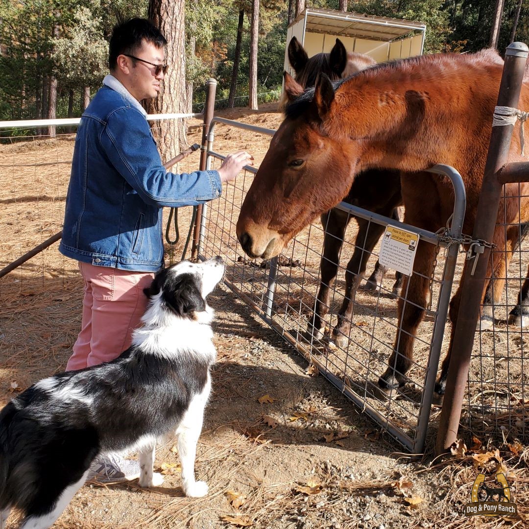 Safe fencing separates dog and livestock