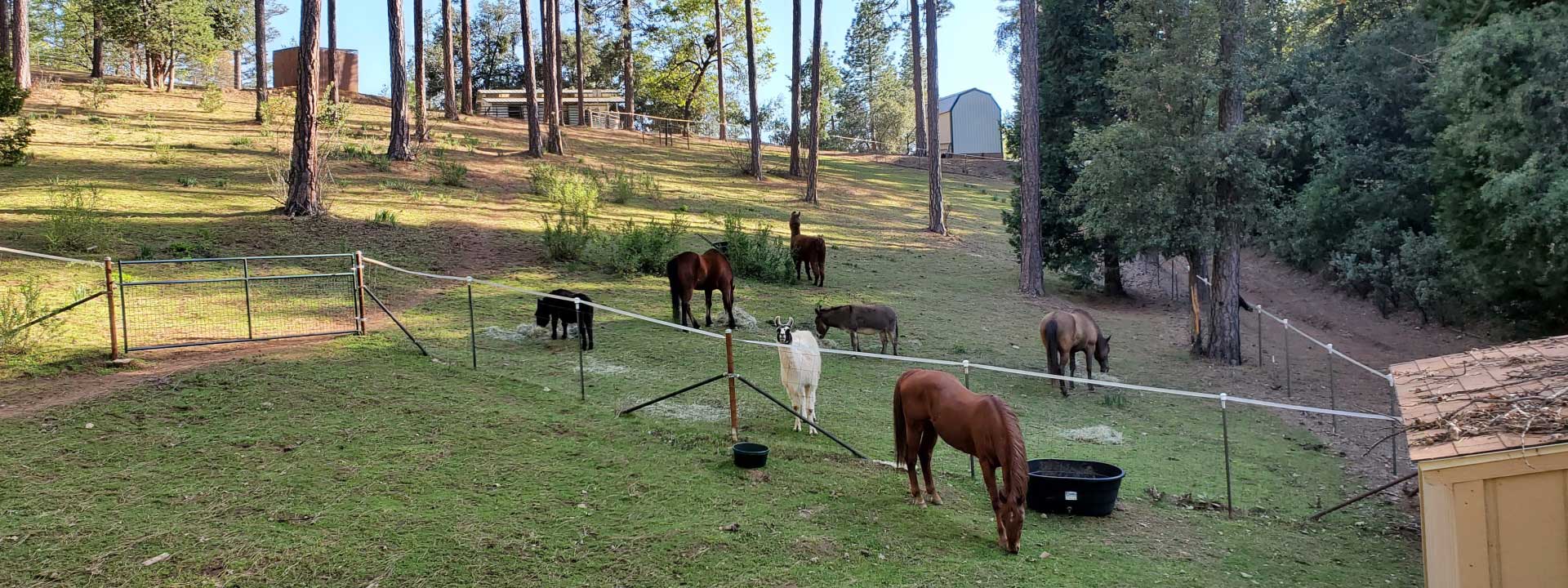 header photo of Dog and Pony Ranch