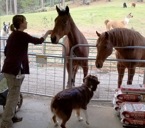 Nose-to-nose greetings with barn animals