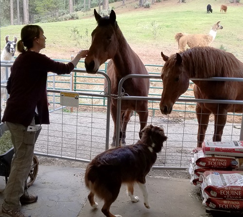 Meeting the horses