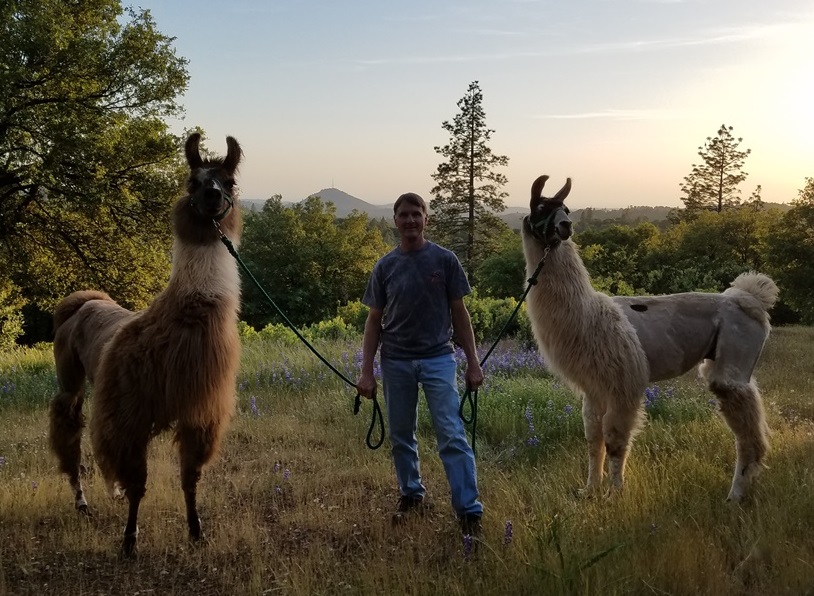 Taking the llamas for a walk on 60 acre ranch