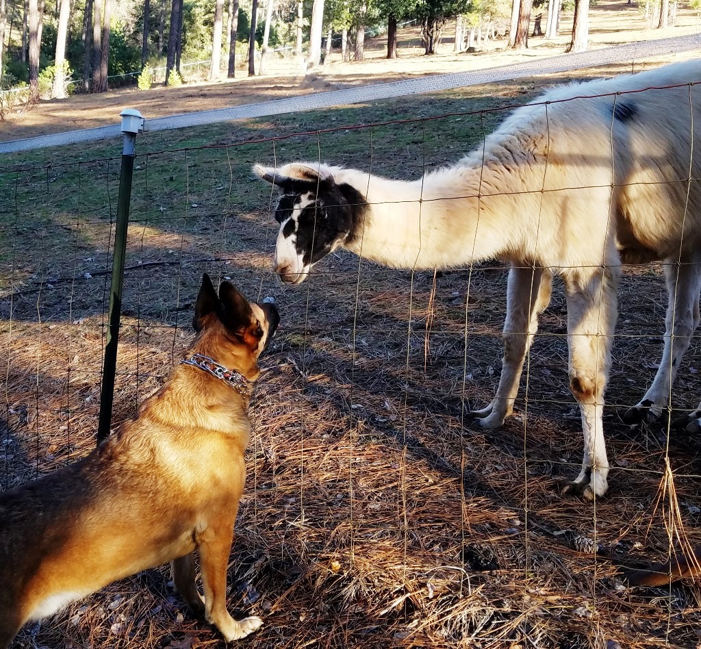 Safe fencing separates dog and livestock