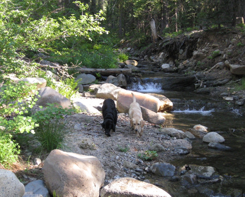 Hiking with dogs near Jackson California creeks and rivers