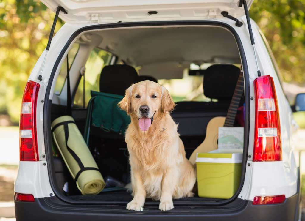 Dog packing to pet-friendly vacation home