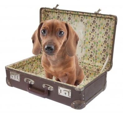 Dog packing suitcase to pet-friendly vacation home