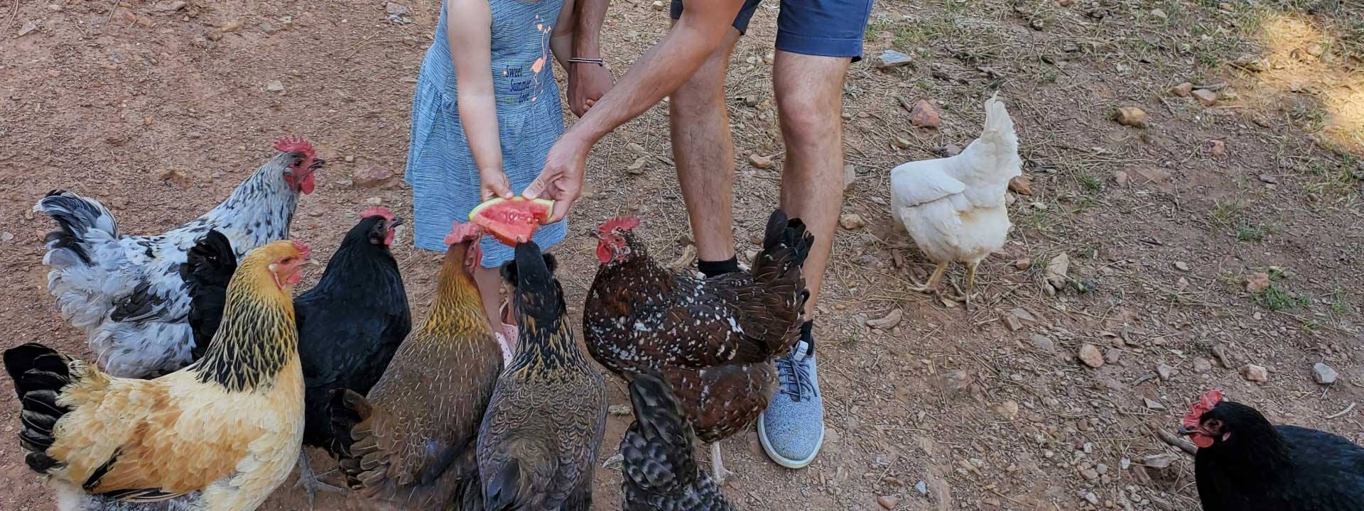 Pasture-raised chickens' egg collection at the Dog & Pony Ranch