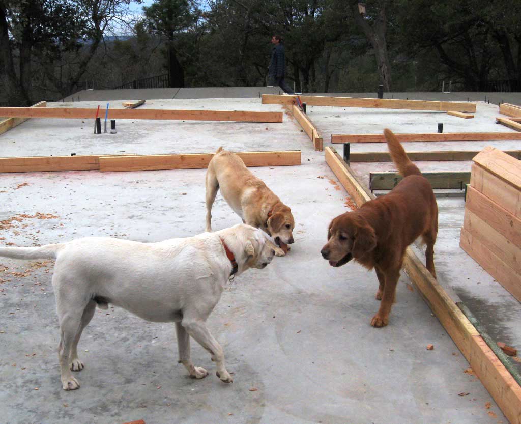 Cody canine host at the Dog and Pony Ranch