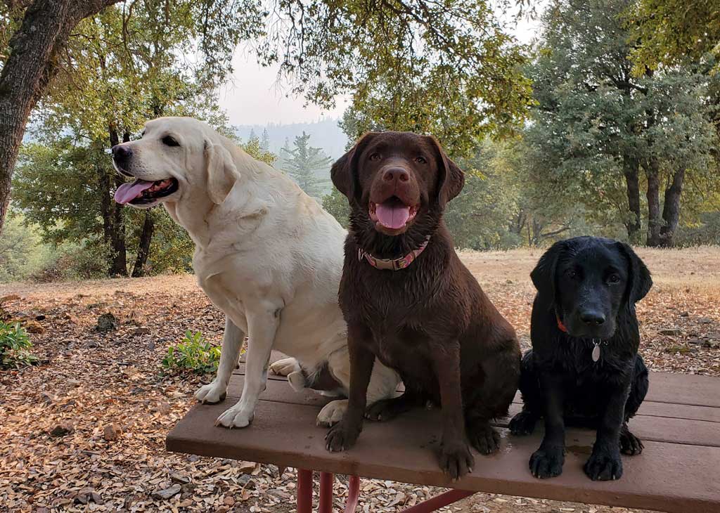 Cody canine host at the Dog and Pony Ranch