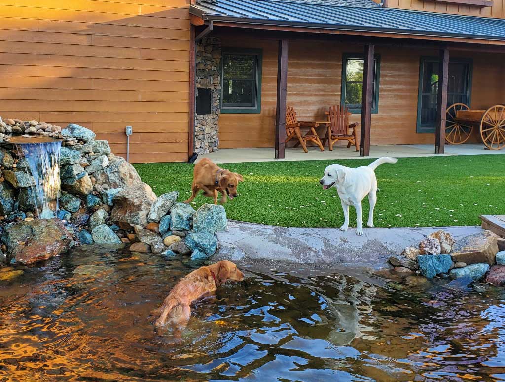 Cody canine host at the Dog and Pony Ranch