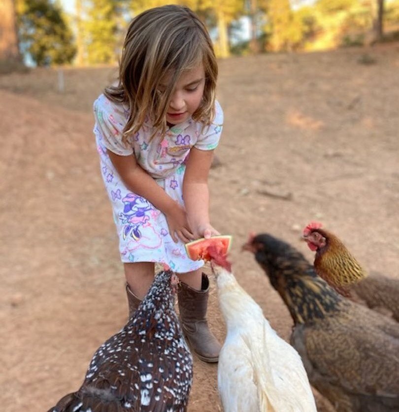 chickens pecking at the Dog and Pony Ranch