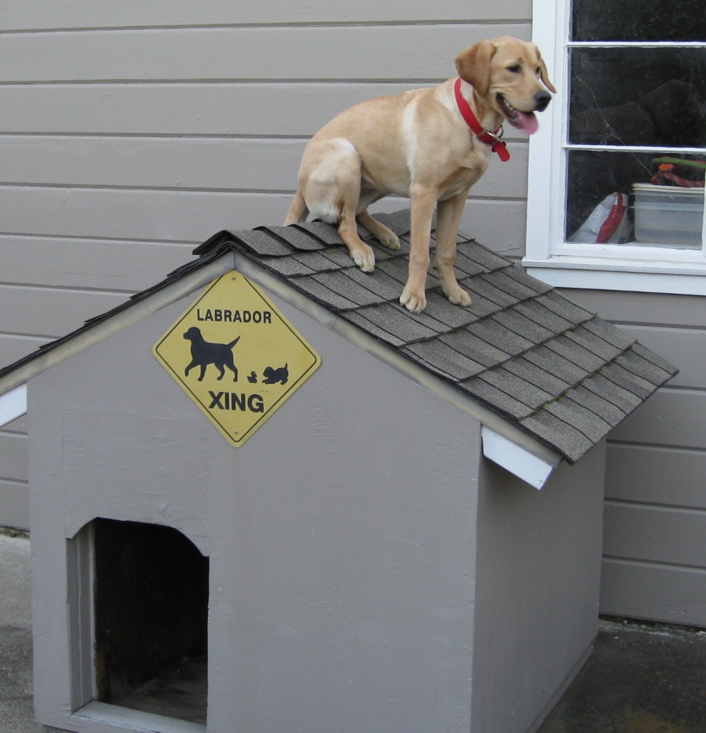 dog house