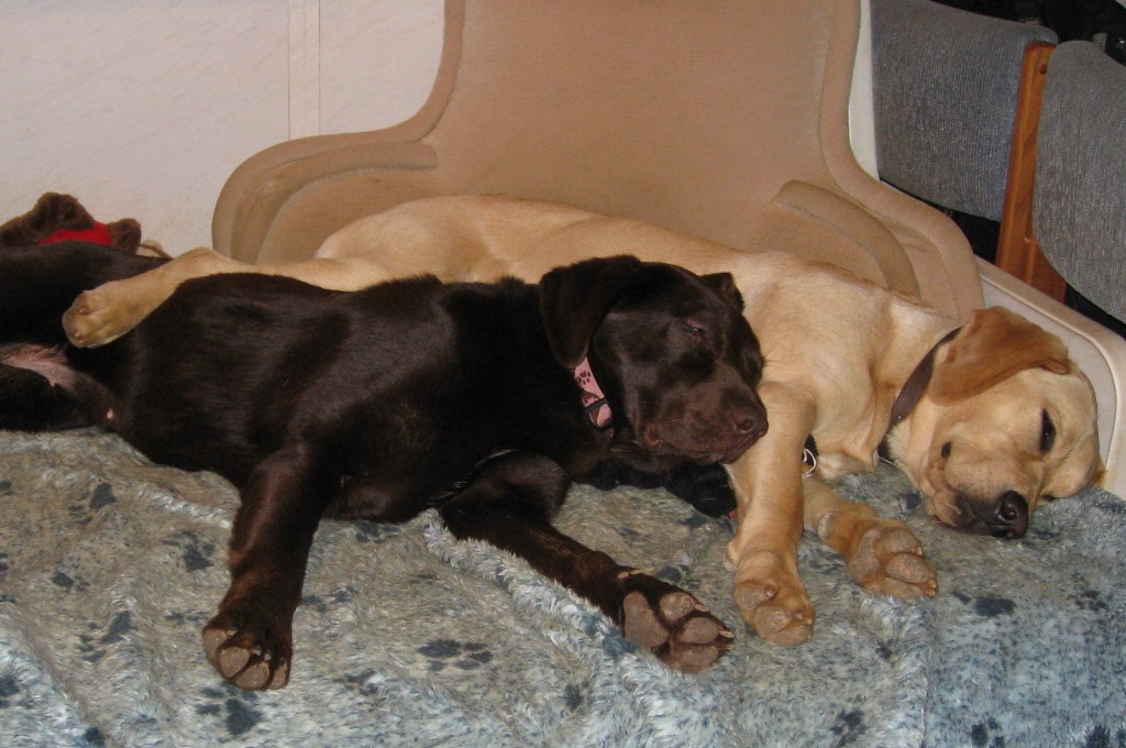 dogs sleeping at the Dog and Pony Ranch