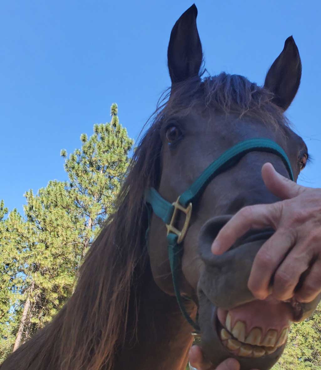 horse teeth at the Dog and Pony Ranch