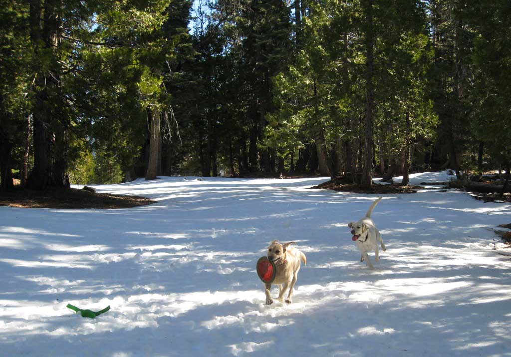 Dogs fetching in Bear River Reservoir snow