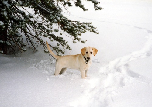 Lab puppy in the Kirkwood snow
