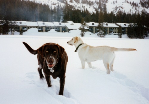 Dogs in fresh snow in Kirkwood Meadows