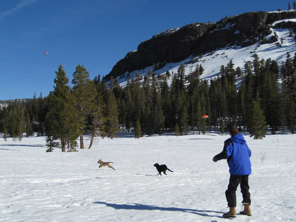 Dogs playing in snow at Kirkwood California