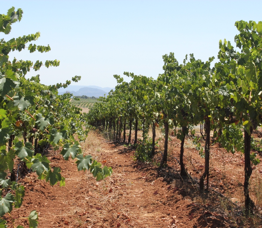 Amador County vineyards and wineries near Sutter Creek and Jackson