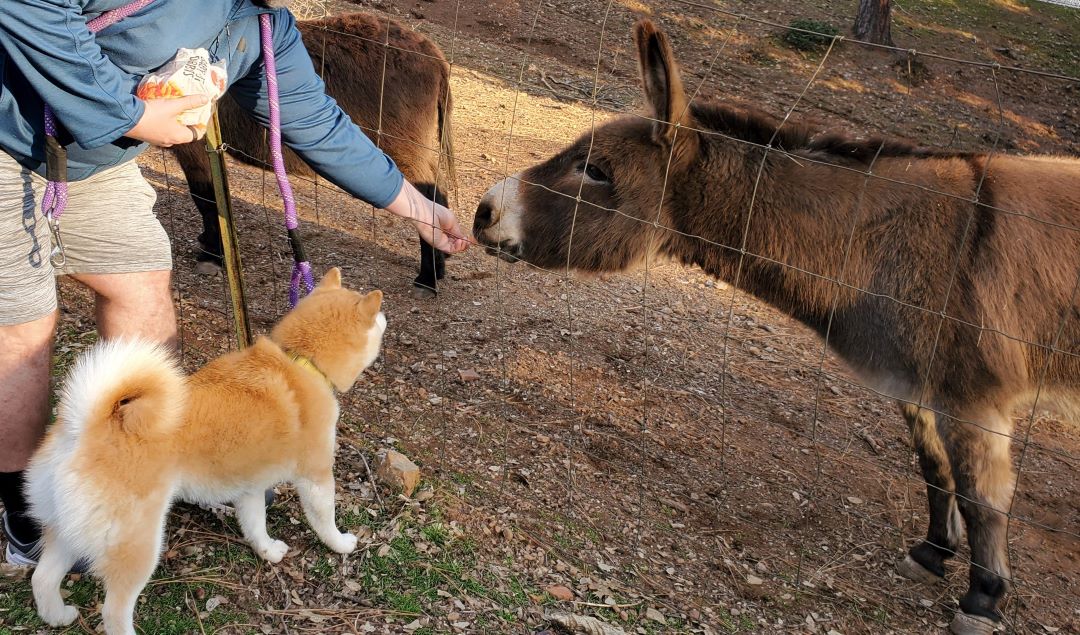 Safe fencing separates dog and livestock