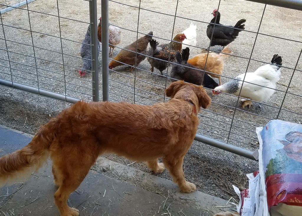 Dog meeting barn animals safely separated with fence