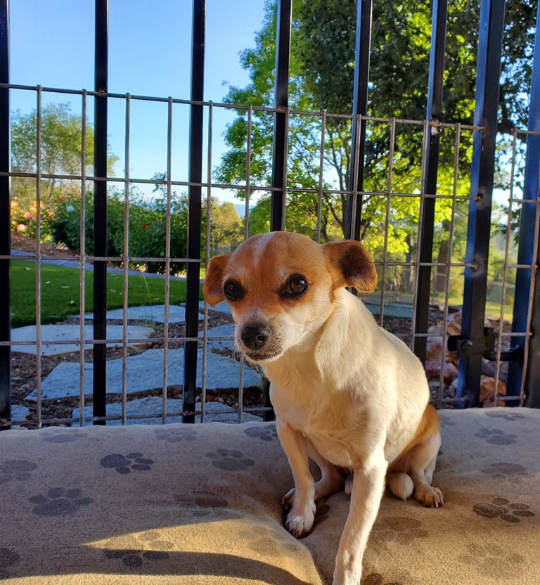 Narrowed fencing to confine small dogs