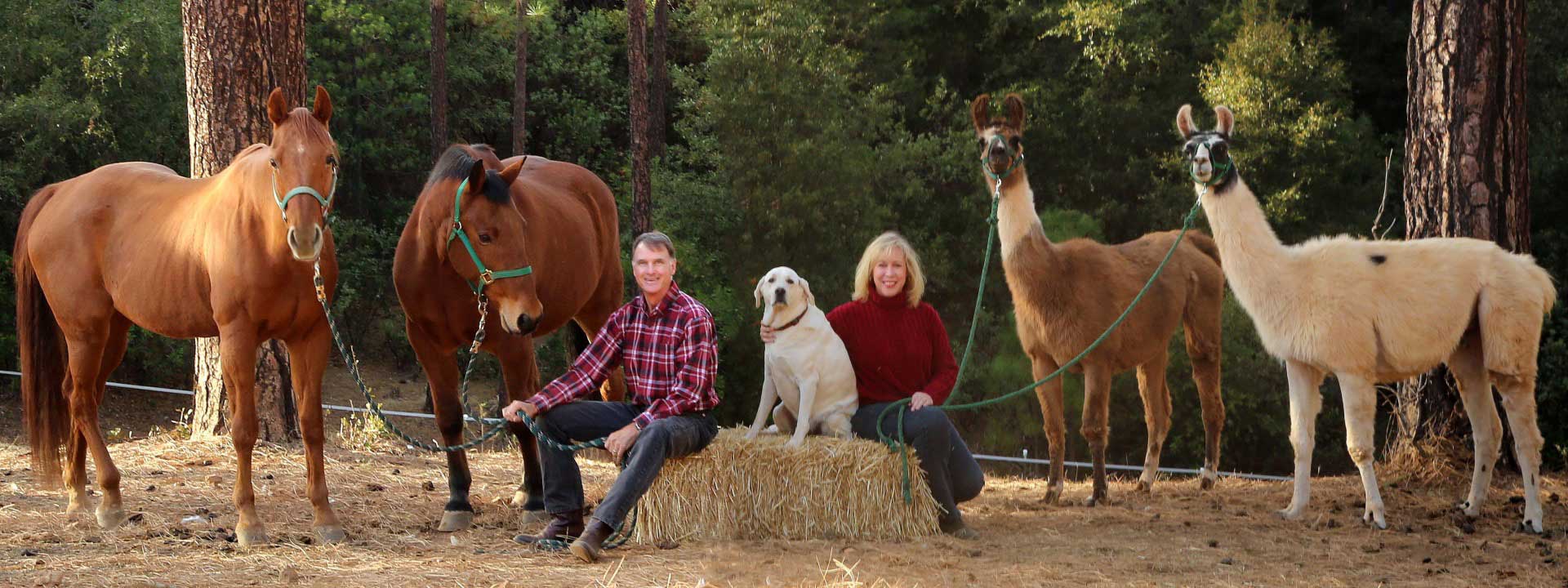 header photo of Dog and Pony Ranch