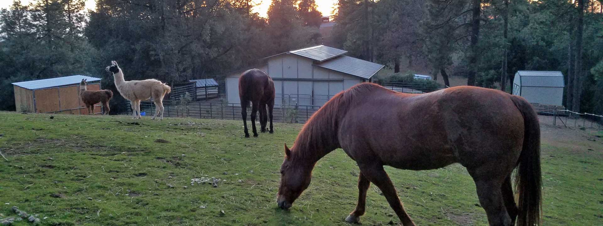 header photo of Dog and Pony Ranch