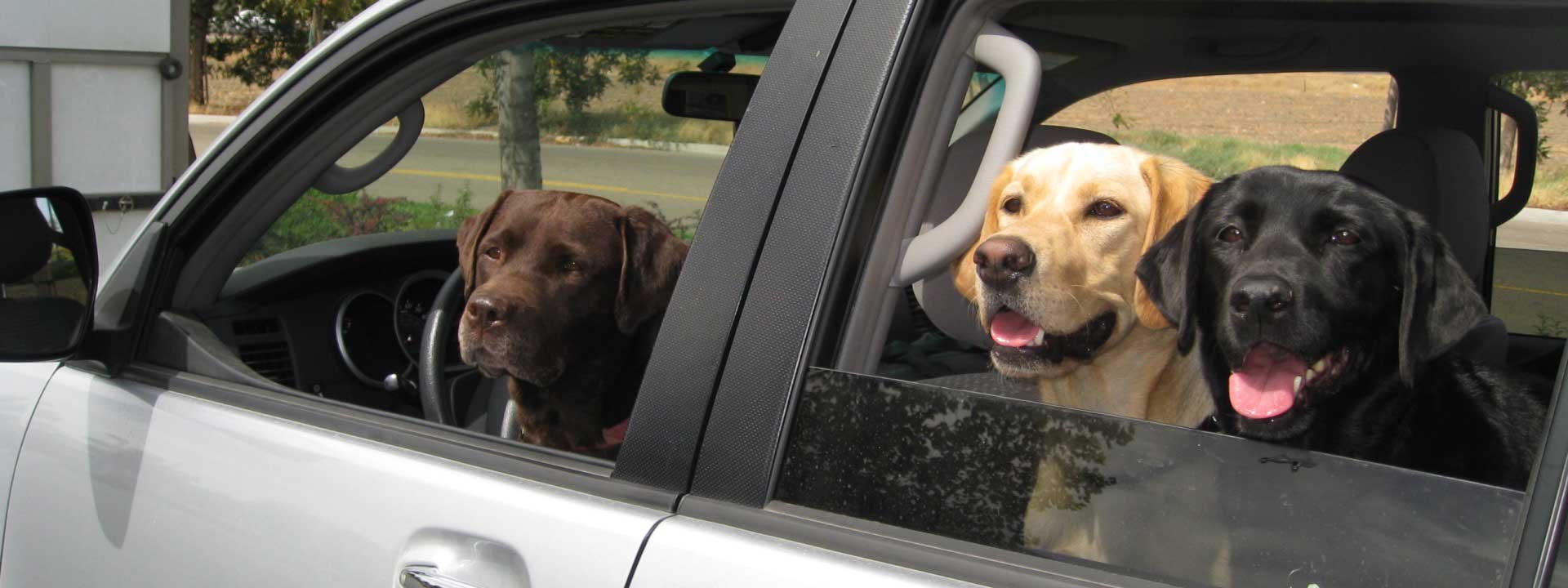 header photo of Dog and Pony Ranch