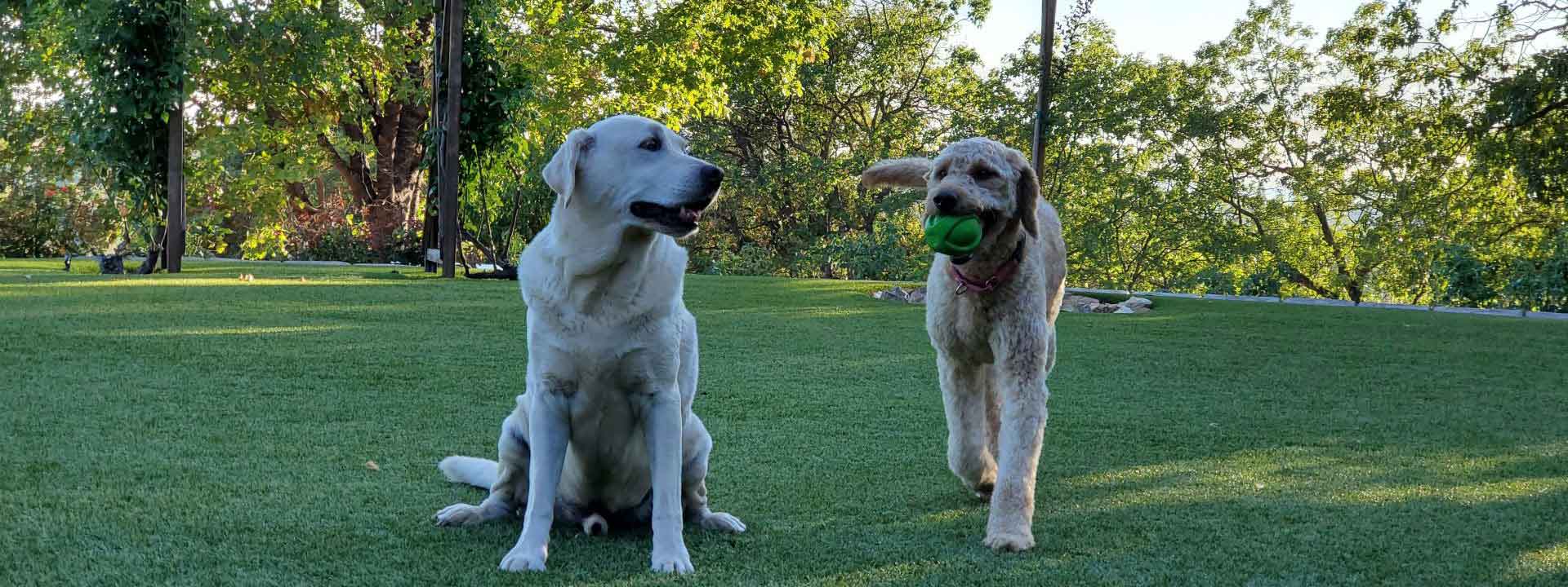 header photo of Dog and Pony Ranch