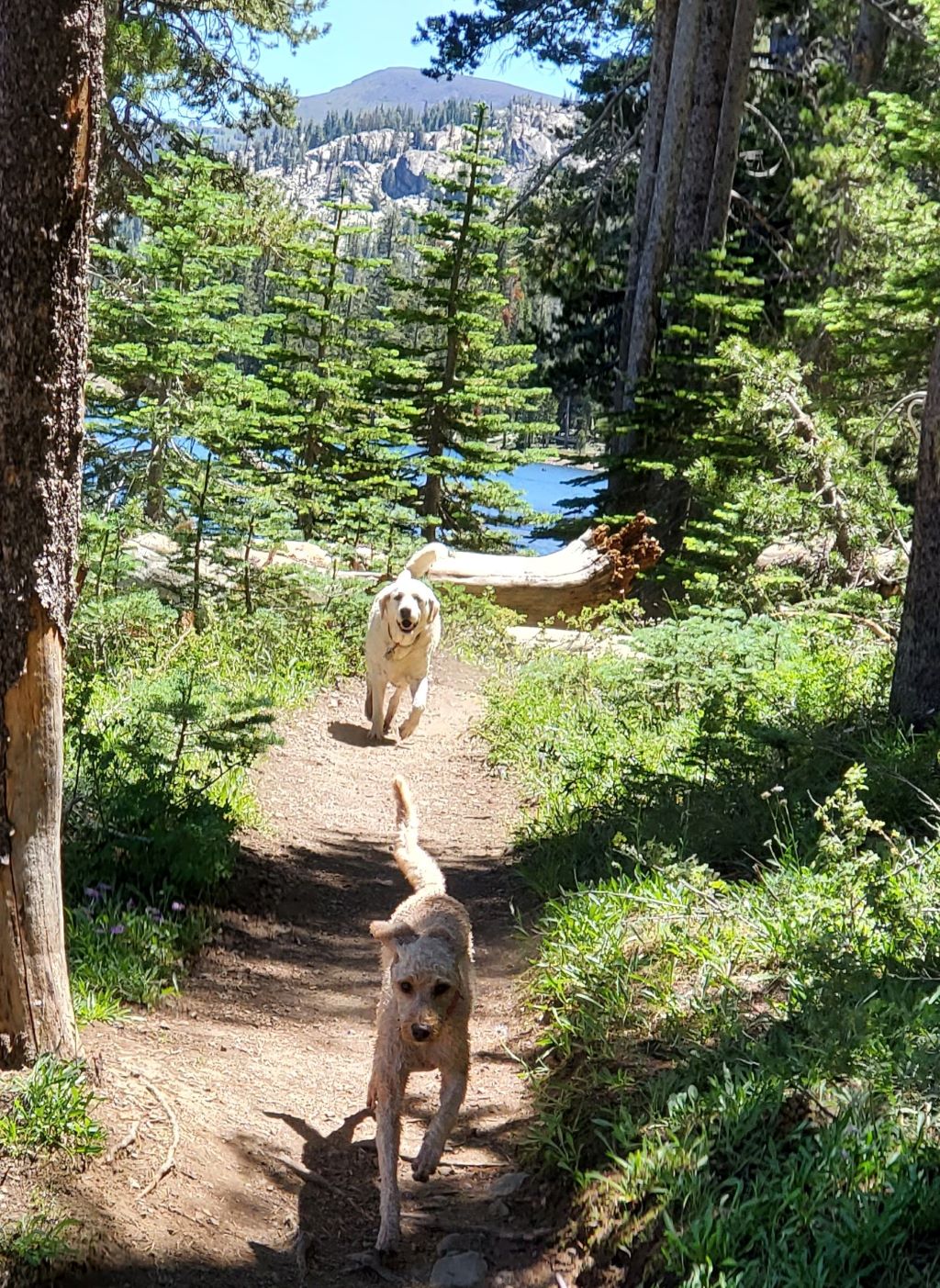 Sierra lakes hikes with dogs