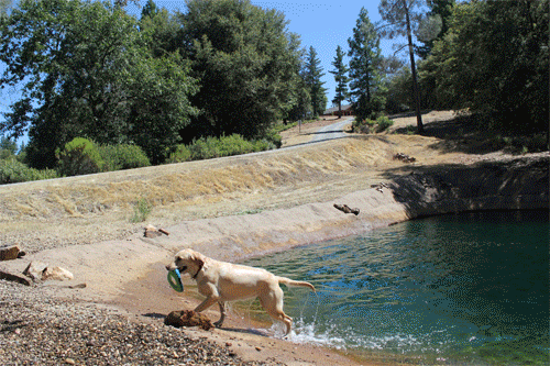 Dog & Pony Ranch pet-friendly vacation rental in California Gold Country